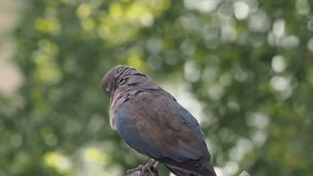 A dove bird on a tree looks at the surroundings