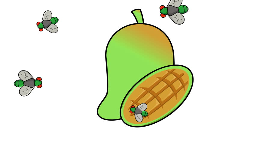 Animation of a mango fruit being surrounded by flies