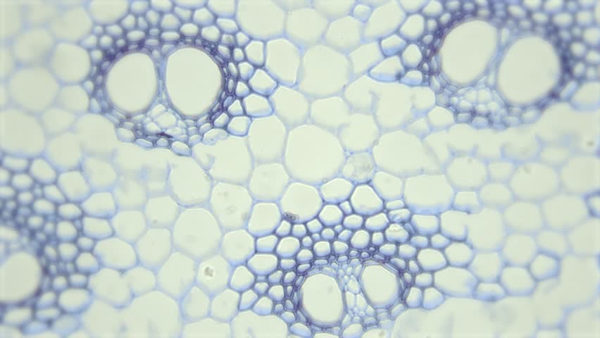 Microscopic view of plant cells, botanic education. Magnified view of plant cell for botanic education, Healthcare animation. Royalty-Free Stock Footage #1108468483