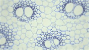 Microscopic view of plant cells, botanic education. Magnified view of plant cell for botanic education, Healthcare animation.