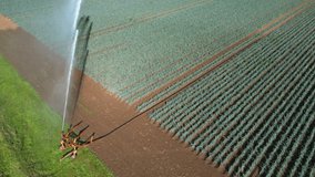 Aerial footage view of sprinkler irrigation with water jet blown by wind