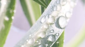 Magnified image of raindrops running down a green leaf of a plant. Vertical video