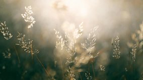 Dry autumn grass in a forest at sunset. Plants swaying in the light wind. Shallow depth of field. Beautiful autumn nature background
 - Powered by Shutterstock - Get 15% off with code: PIKWIZARD15