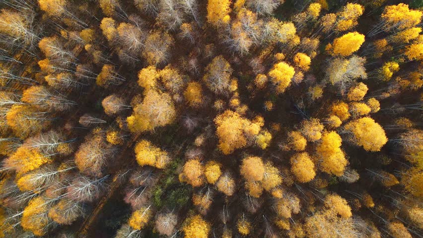 Yellow autumn trees in a forest at sunset. Aerial top down view. Abtract autumn nature background. 
