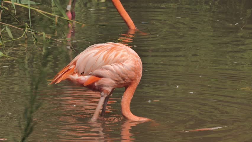 The American flamingo or Caribbean flamingo (Phoenicopterus ruber) is looking for food in water. Lives on the Caribbean coast.  This is the largest representative of the flamingo family. Royalty-Free Stock Footage #1108475285