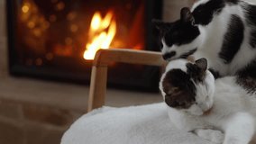 Cute two cats relaxing at cozy fireplace. Adorable cats family licking and washing each other while resting on modern chair against burning fireplace in christmas festive room. Footage