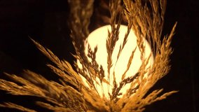 video of sun shining among wheat ears