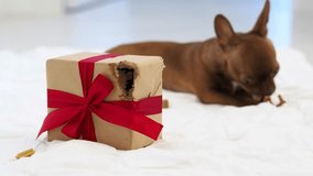 The puppy chewed up a gift box. The dog chews a gift from a Christmas box. New Year's Eve. Festive mood. A gift for a four-legged friend, a surprise for a pet.