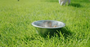 A golden retriever puppy runs to his bowl and eats. Slow motion video