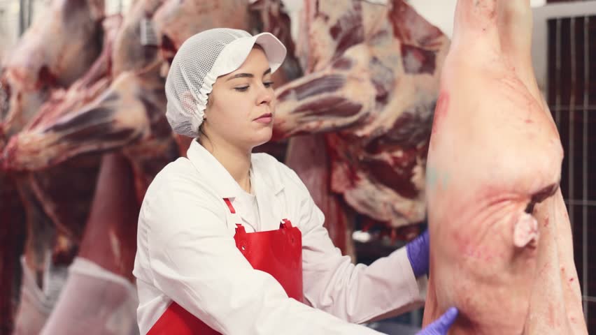 Focused young female butcher shop worker in white uniform and red apron checking fresh raw dressed pork carcasses hanging on hook frame in cold storage room Royalty-Free Stock Footage #1108482703