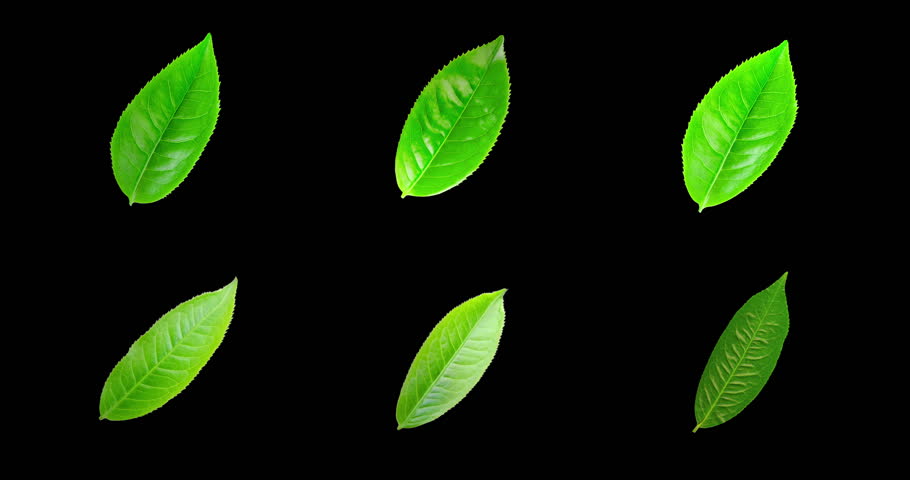 tea leaves 360 looping animation with alpha channel