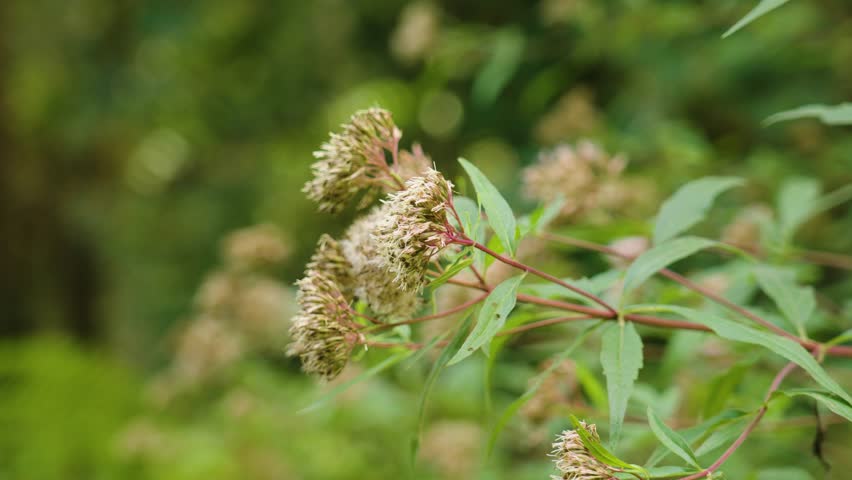 Wild flowers of Hemp-agrimony in woodland. Eupatorium cannabinum flowering plant Royalty-Free Stock Footage #1108486143
