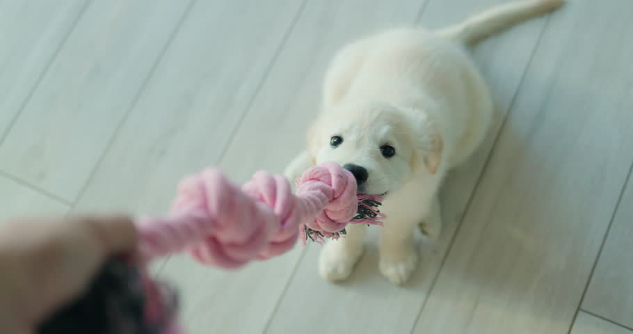 The owner plays with the puppy, first person view. Playing tug of war