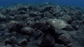 Hawksbill sea turtle is swimming along the seafloor. Underwater world of Bali, Indonesia.
