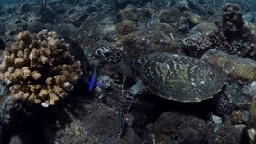 Hawksbill sea turtle is swimming along the seafloor. Underwater world of Bali, Indonesia.