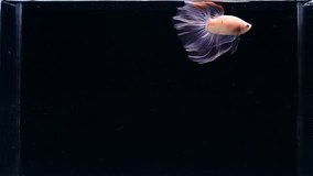 Betta fish Halfmoon long tail, short tail from Thailand [Siamese fighting fish] on isolated Black, Background in slow motion video