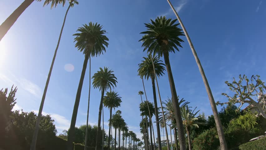 Riding with a cabriolet under the palm trees in Beverly Hills, Los Angeles with sunshining through the palm trees. Beverly Hills Drive, LA, California Royalty-Free Stock Footage #1108497623