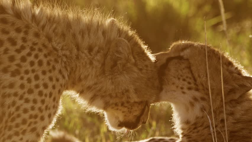 Slow Motion of Cheetah Cub and Mother at Sunset, Mum Licking Cleaning Grooming and Caring For Baby in Africa, African Wildlife Safari Animals in Maasai Mara, Kenya in Masai Mara