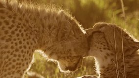 Slow Motion of Cheetah Cub and Mother at Sunset, Mum Licking Cleaning Grooming and Caring For Baby in Africa, African Wildlife Safari Animals in Maasai Mara, Kenya in Masai Mara - Powered by Shutterstock - Get 15% off with code: PIKWIZARD15