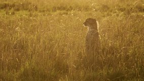 Slow Motion of Young Cheetah Cub Portrait, Cute Baby Animal African Wildlife in Africa in Beautiful Golden Orange Sunset Light in Long Grasses in Maasai Mara, Kenya, Masai Mara - Powered by Shutterstock - Get 15% off with code: PIKWIZARD15