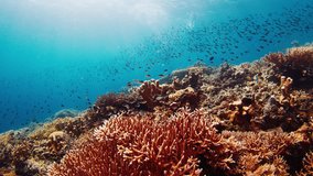 Freediving on the reef with fish. Freediver glides underwater and watches the healthy coral reef with lots of fish in the Komodo National Park in Indonesia - Powered by Shutterstock - Get 15% off with code: PIKWIZARD15