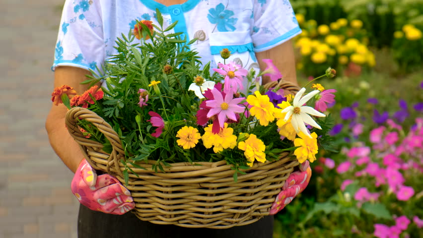 Grandmother is planting flowers in the garden. Selective focus.
