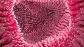 3d animation of Microscopic villi in human small intestine, Intestinal villi