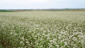 Panoramic summer view of buckwheat flowers on farm field. Blossom white buckwheat meadow against the blue sky. agricultural grounds receding to the horizon. Nature scenery video footage in 4K 25FPS