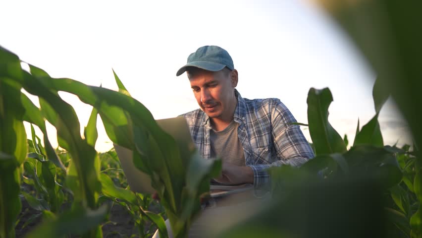 corn agriculture. farmer working in corn field with laptop. agriculture maize business concept. farmer with laptop studying green corn sprouts. man scientist worker studying corn lifestyle sprouts Royalty-Free Stock Footage #1108508499
