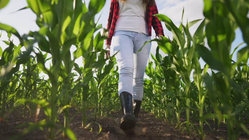 agriculture corn. farmer girl in rubber boots walks through green field with corn sprouts. agriculture corn business concept. farmer feet close-up walking through sun corn sprouts checking harvest Royalty-Free Stock Footage #1108508511