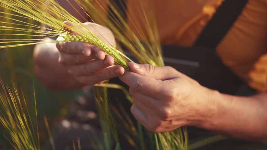 Agriculture. farmer hands hold spikelets of yellow ripe wheat in the field. agriculture business concept. close-up of farmer hands examining sprouts of ears sunset of farm ripe wheat at in an field Royalty-Free Stock Footage #1108508543