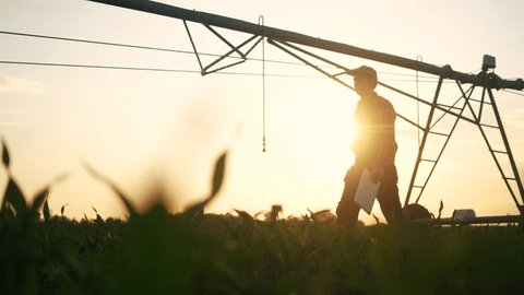 agriculture irrigation. silhouette farmer with a tablet walks through field with corn and a plant for irrigating the field with water. irrigation agriculture concept. business irrigation corn 스톡 비디오