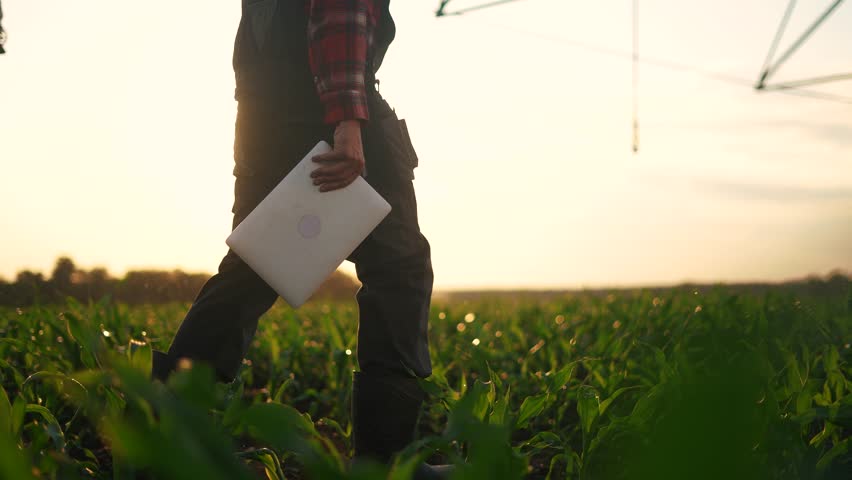 agriculture irrigation. silhouette farmer with a tablet walks through field with corn and a plant for business irrigating the field with water. irrigation agriculture concept. irrigation corn Royalty-Free Stock Footage #1108508555
