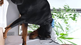 A large purebred black dog at the vet's appointment. Diagnosis of dog health. Vertical video