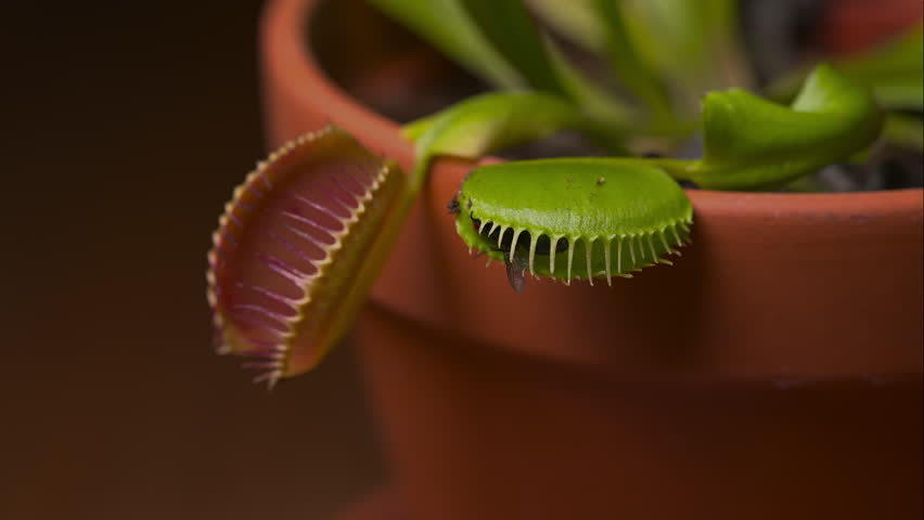 Close-up view of a Venus flytrap (Dionaea muscipula) snapping shut in an attempt to catch a fly, only for the fly to make a miraculous escape. Royalty-Free Stock Footage #1108511863
