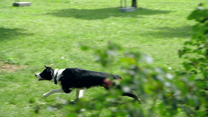 Pet concept. Adorable Black And White Border Collie Cathing The Ball