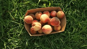 box of delicious ripe peaches on the grass. High quality FullHD footage