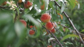 Peach tree branch with juicy fruits in the garden closeup. Colorful fruit on tree ready to harvesting in summertime. High quality FullHD footage