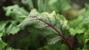 Young fresh beet leaves. Beetroot plants in a row from a close distance. High quality FullHD footage