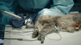 Closeup vet dentist performing hygienic cleaning of cat teeth under anesthesia. Veterinary surgeon hands in latex gloves treating cat teeth on the operation table in modern vet clinic, 4k footage - Powered by Shutterstock - Get 15% off with code: PIKWIZARD15