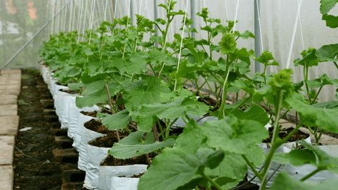 Order Organic Greenhouse Cucumber