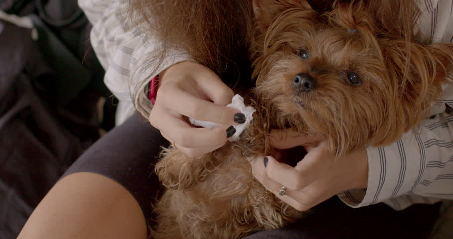 Close up dog little breed. Hostess wiping paws of her dog, Yorkshire Terrier lying on lap. Demonstrates care and affection that people have for their pets. Animal human relationships close up. Royalty-Free Stock Footage #1108522049