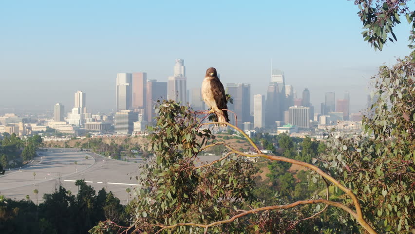 Breathtaking cinematic view of Red-tailed Hawk sitting on tree with downtown Los Angeles on background. Epic modern skyscraper office buildings on background of wild predator bird, California nature
