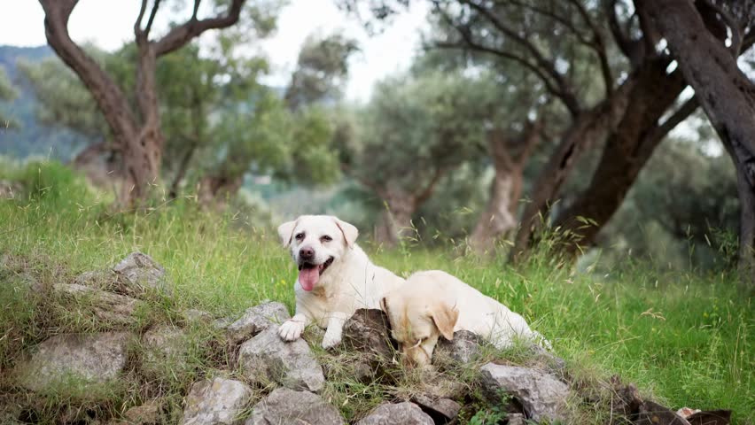 two dogs in in the olive grove. Happy labrador retriever in nature. Pet on a walk Royalty-Free Stock Footage #1108525043