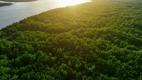 Mangrove mystique from above: A breathtaking drone view captures the intricate beauty of winding waterways, lush green canopies, and vital coastal ecosystems in perfect harmony. Thailand.
