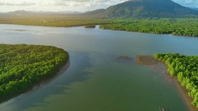 A tapestry of vibrant green, Mangrove forests thrive at the water's edge. From a drone view, their intricate roots intertwine like nature's artwork, embracing aquatic ecosystems in a delicate balance.