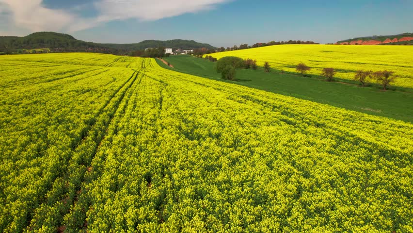 Aerial drone video clip tracking path or tracks through field of oilseed rape or rapeseed yellow flowers in the countryside Royalty-Free Stock Footage #1108527769