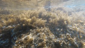 Slow motion video of underwater shallow seagrass beds of brown algae Padina pavonica (peacock's tail) and Cystoseira. Crete. Greece