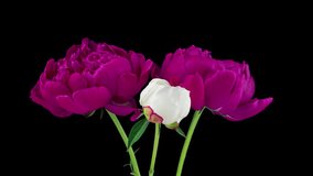 timelapse bouquet of pink and white peonies blooming on black background. Blooming peonies flowers open, close-up. Wedding backdrop, Valentine's Day. 4K UHD video