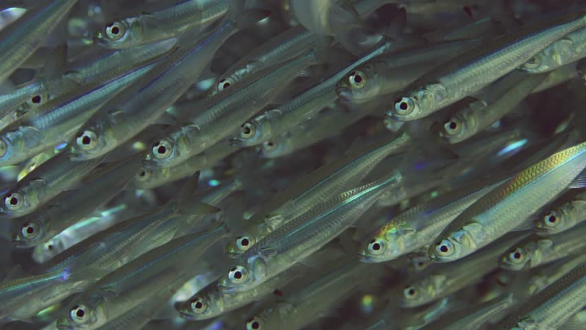 Close-up, a massive concentration of young small fish (Atherinomorus forskalii) swims down and up sparkling in bright sunrays on sunny day, Slow motion Royalty-Free Stock Footage #1108532061